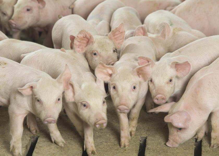Cash Feeder Pig Prices Average $67.60, Up $6.32 Last Week