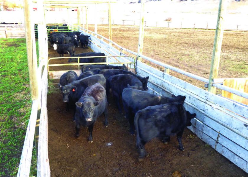 These cattle are being stored in segments of the alleyway waiting their turn to go up to the processing area for pregnacy testing. Note the generous space they are given to help keep them relaxed and in a normal frame of mind. In this regard, wider alleyways are better (i.e., 14'-16') instead of 12' pictured here.