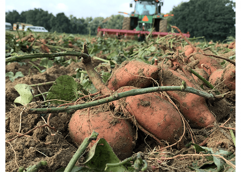 Consumers across Europe continue to embrace the benefits of sweet potatoes.
