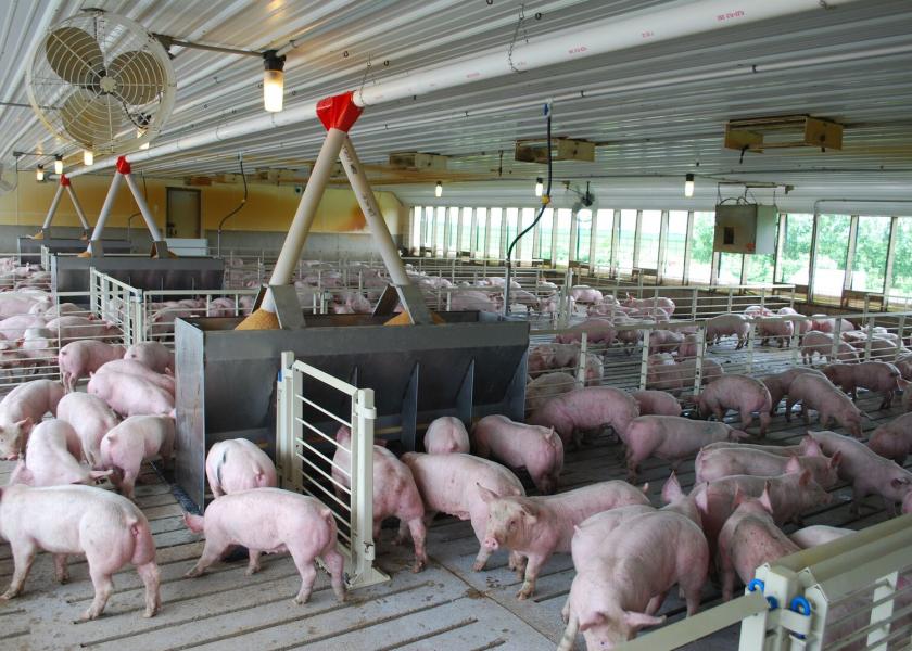 Research: Hog Cholera and Pseudorabies Could Spread Through Feed