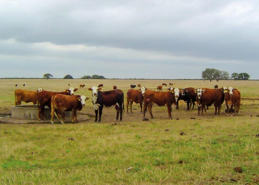 All of the team’s work involves cattle and has a strong agricultural focus, but the researchers are also aware that the same principles apply to other species, including humans. 