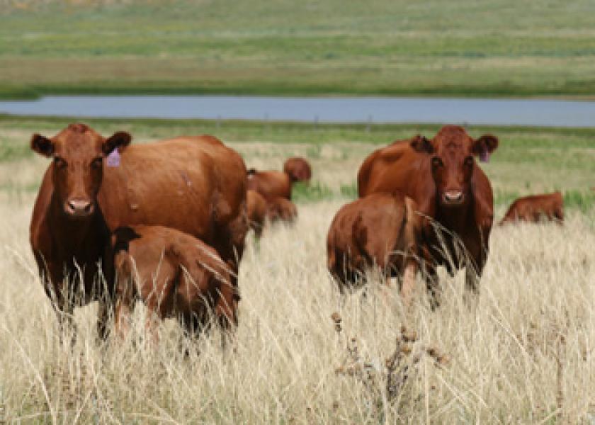 The conversations surrounding China may be adding fuel to the feeder cattle market right now, momentum Rabo AgriFinance is concerned won't last. 