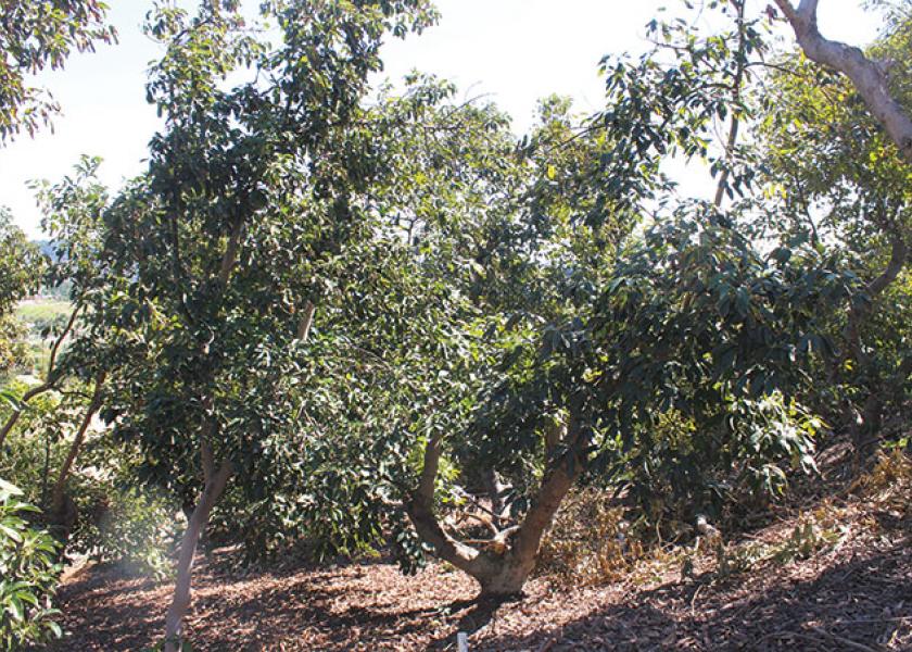 Bacon avocados, grown on trees like this one in Temecula, Calif., are one of a number of varieties other than the popular hass that are offered by some California growers. They’re available from mid- to late winter.
