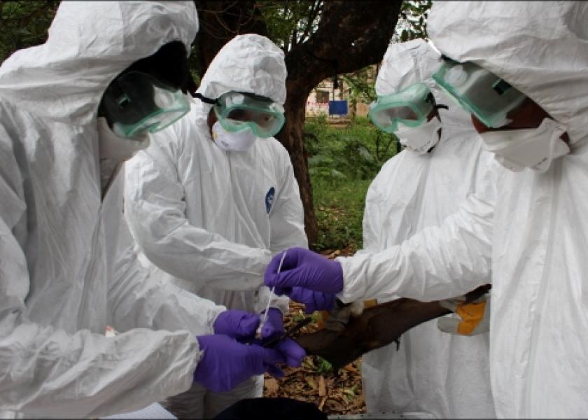 Scientists sample a bat as part of disease surveillance. The One Health Workforce – Next Generation project will develop sustainable training programs that empower professionals in Central/East Africa and Southeast Asia to address complex health threats, including antimicrobial resistance and zoonotic disease.