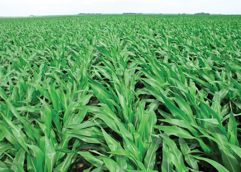 12 Steps to a Perfect Stand Ag