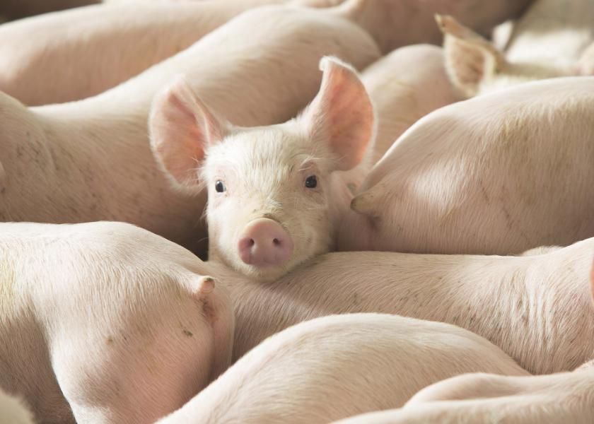 Cash Weaner Pig Prices Average $36.12, Up $0.14 Last Week