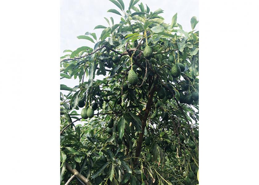 Del Rey Avocado Co. Inc. will have avocados from Peru until Labor Day, says partner Bob Lucy. This year, growers in Peru are expected to ship 190 million pounds of avocados to the U.S., with supplies available until late September, according to the Peruvian Avocado Commission.