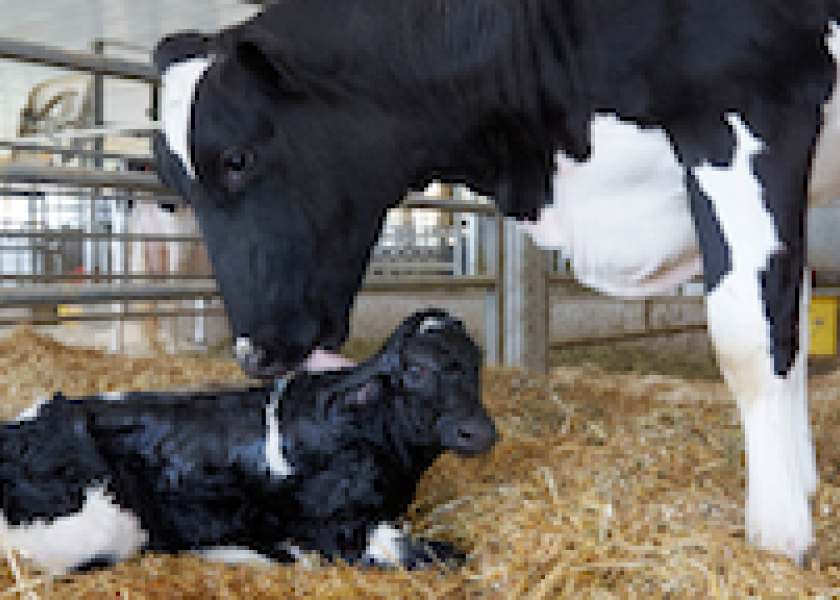 Holstein with newborn calf.