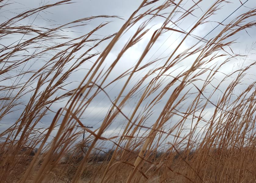 Controlling Broomsedge on Pastures Dairy Herd
