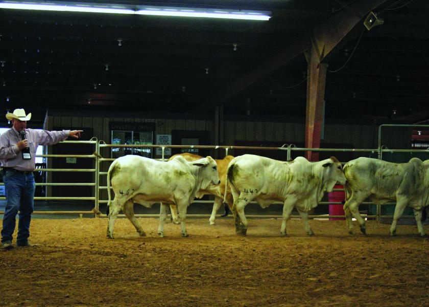 Ron Gill demonstrates challenges and skills in moving cattle. 