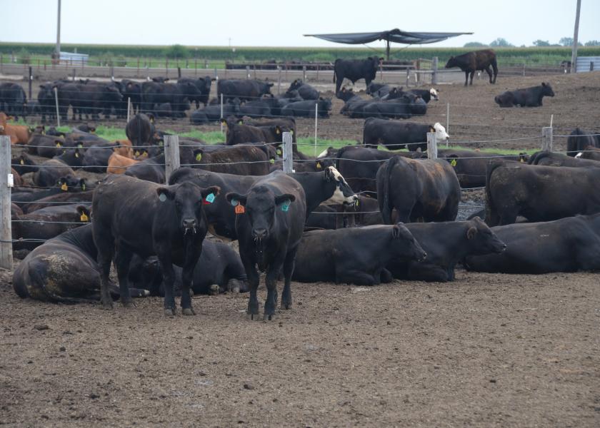 Cattle feeders saw average losses exceed triple digits last week.