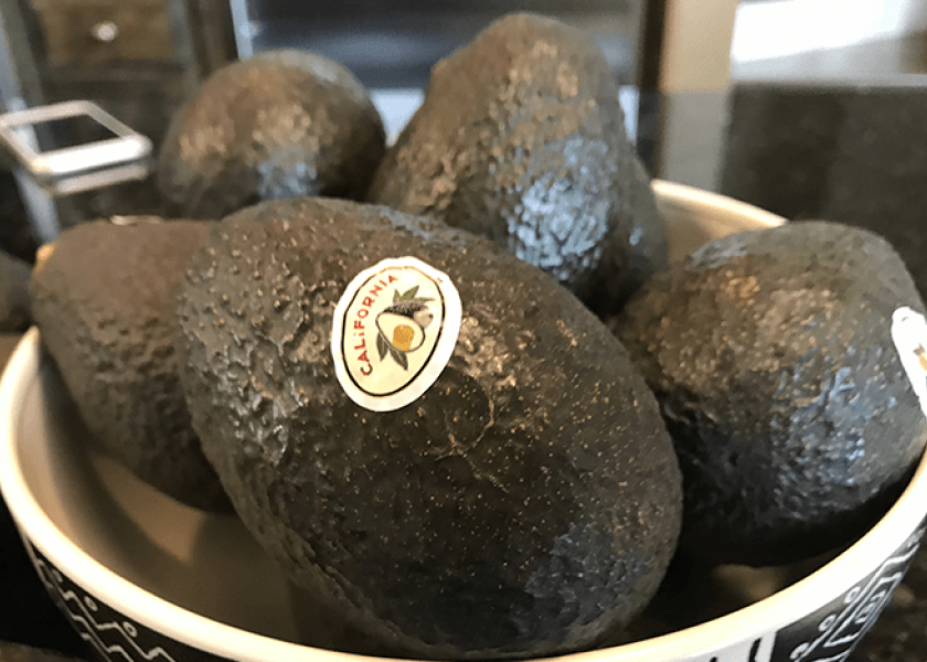California avocado growers have dealt with adverse weather this season, but volumes should significantly more than last season.