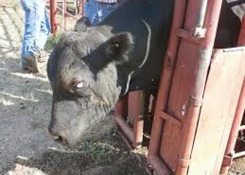 Moraxella bovoculi is one of the primary pathogens causing pinkeye in cattle.