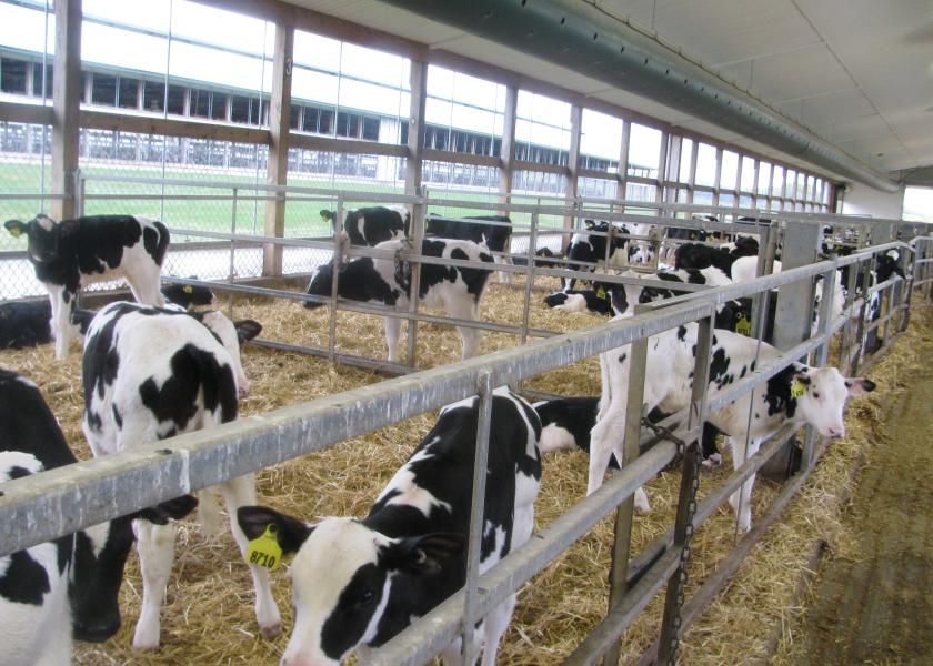 Protocols Promote Effective Drug Use in Calves and Heifers | Dairy Herd