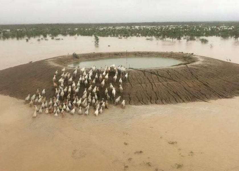 Cattle seeking refuge from rising floodwaters on a pond embankment in Queensland, Australia. 
