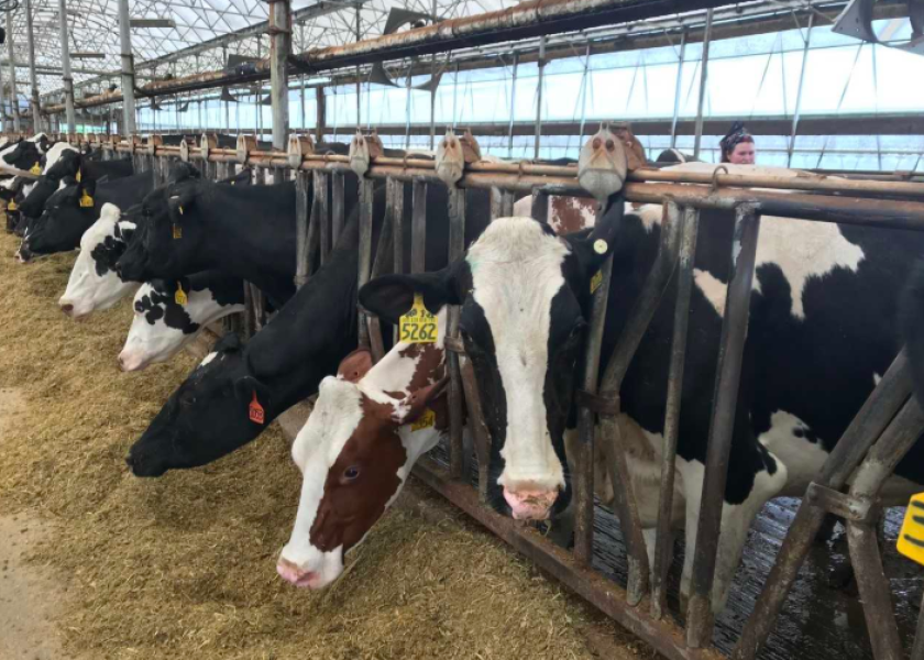 Wisconsin dairy farmer facing unstable market sells herd Dairy Herd