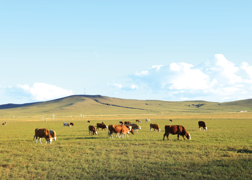 Grazing cows