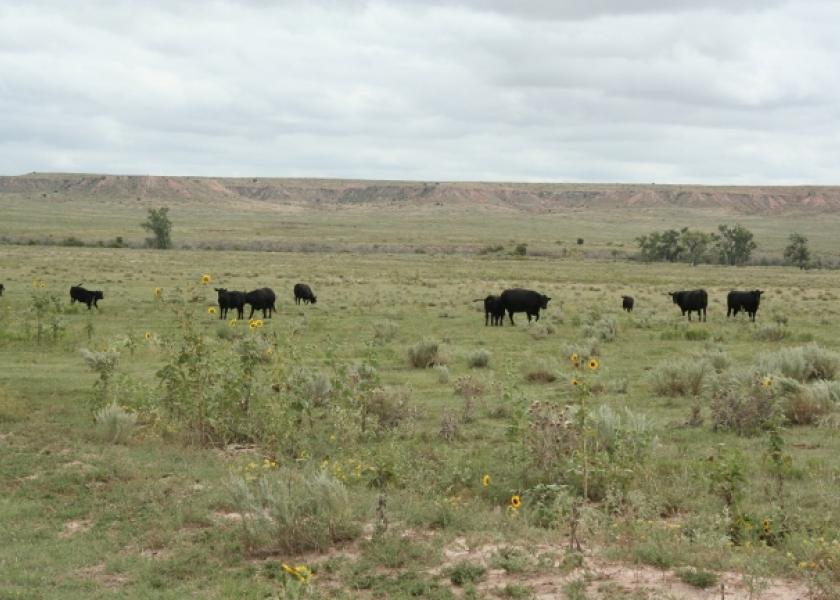 During drought conditions, cattle often graze sparse forage plants closer to the ground, increasing the likelihood they’ll consume soil containing the B. anthracis spores.