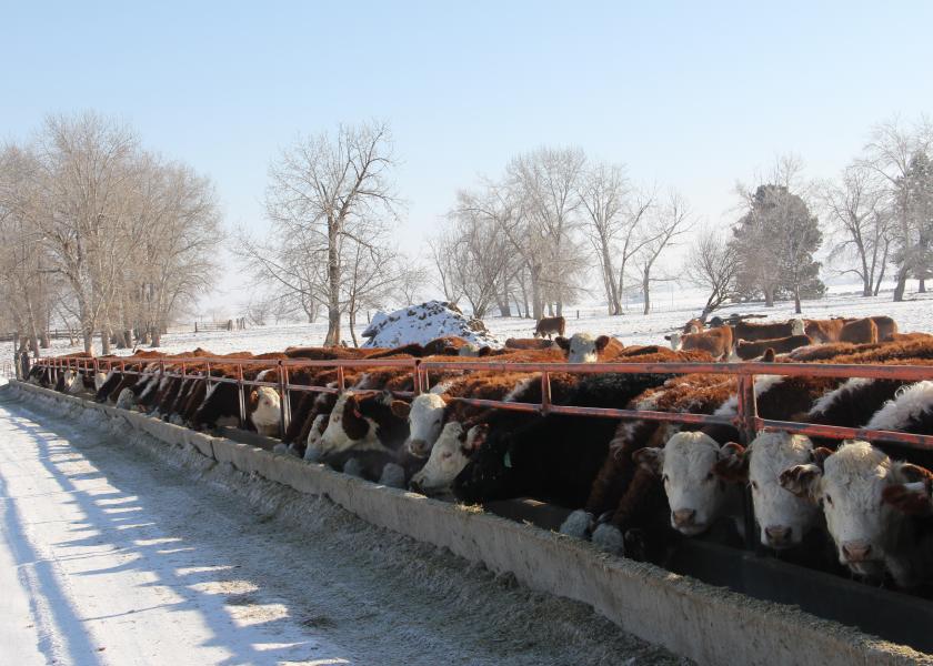 Serious consequences can result from not providing pregnant cows with enough protein during the winter.