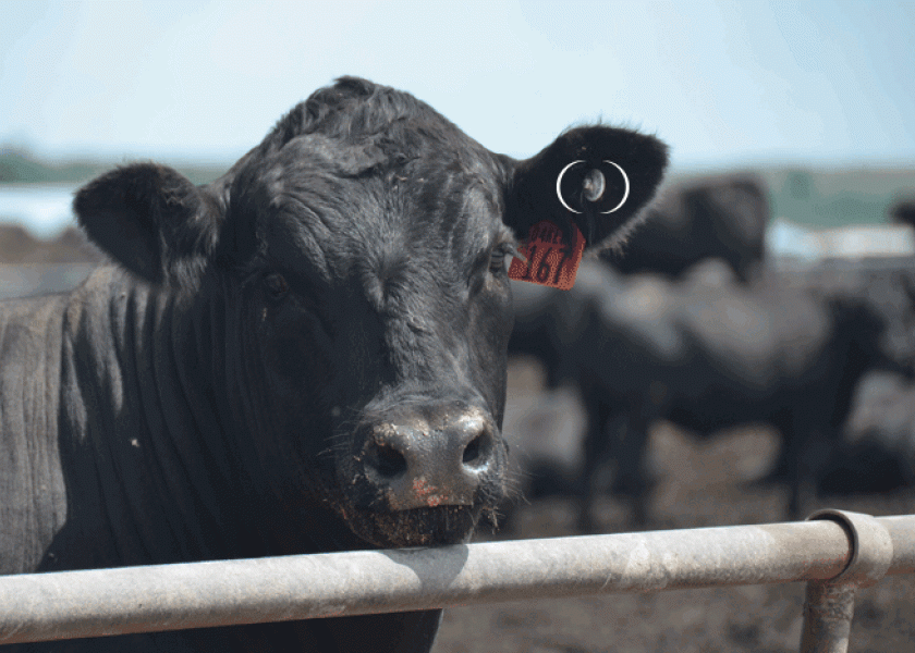 Disease traceability is the goal of U.S. CattleTrace