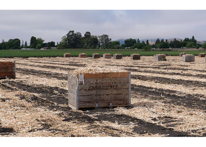 The 2020 garlic harvest started June 10 at Christopher Ranch, says Ken Christopher, executive vice president. The company has added shifts to increase production capacity, packing up to 1 million pounds of fresh garlic every week to ship to grocery stores and distribution centers across the country.