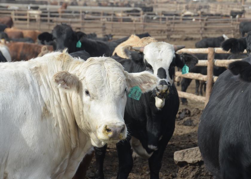 Cash fed cattle traded lower.