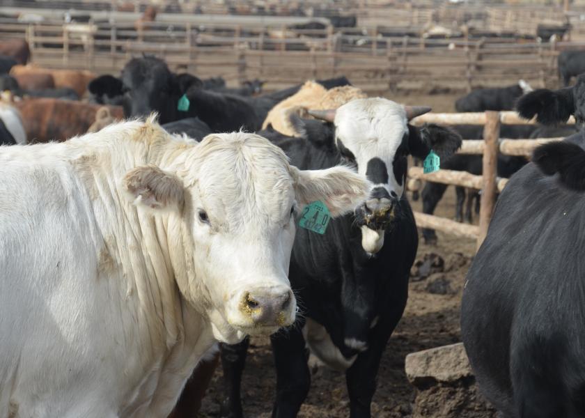 Feedlot backlog continues