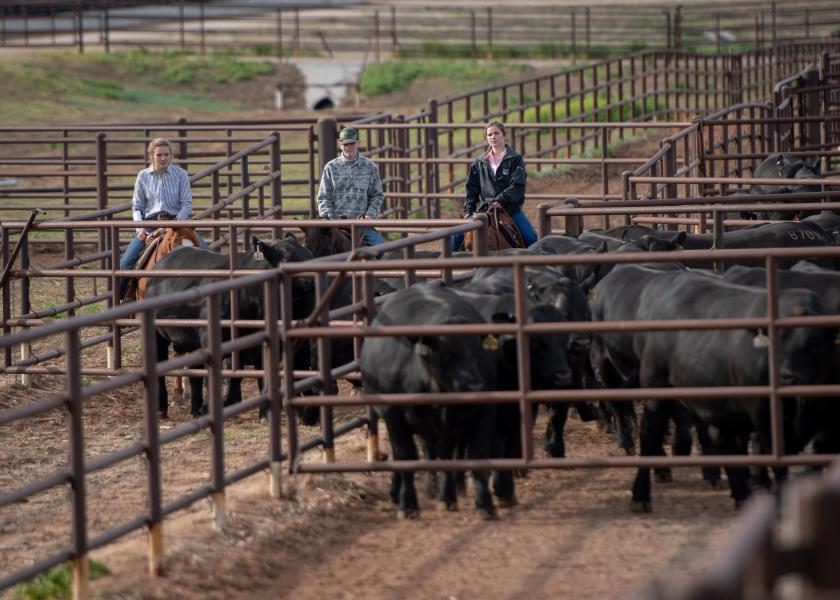 Moving bulls to the sorting pen behind the sale ring at Gardiner Angus Ranch's 40th Production Sale are Peyton Redfearn, a senior at Texas A&M, left; Drew Sherrerd, Wayne, Okla., and Adelaide Kline, a senior at Oklahoma State, right. 


