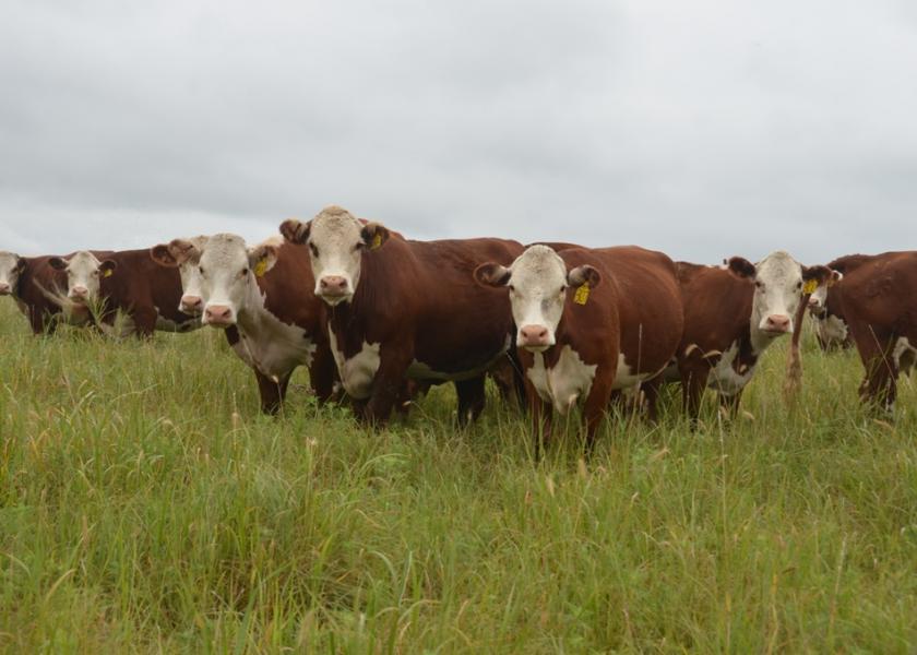 Merck partners with American Hereford Association