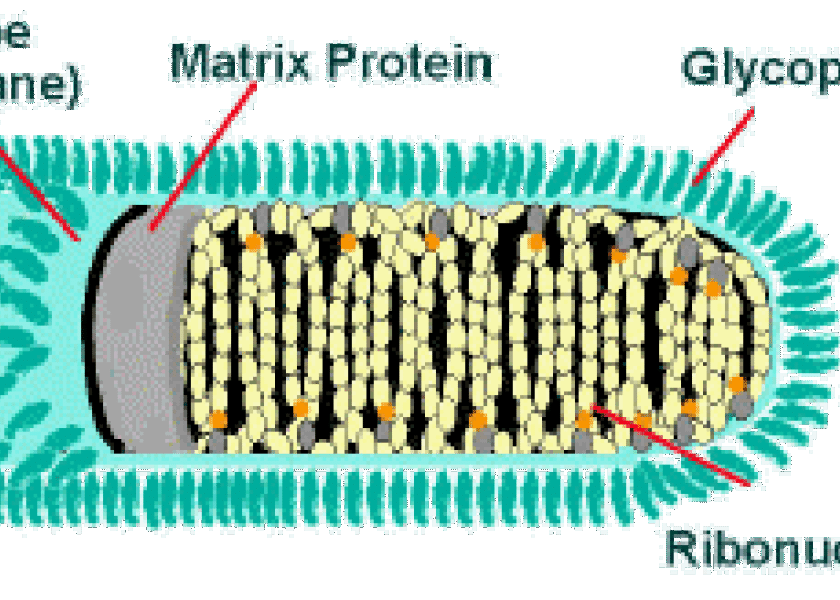 Cattle Rabies is no Laughing Matter | Drovers Cattle Rabies is no Laughing Matter | Drovers