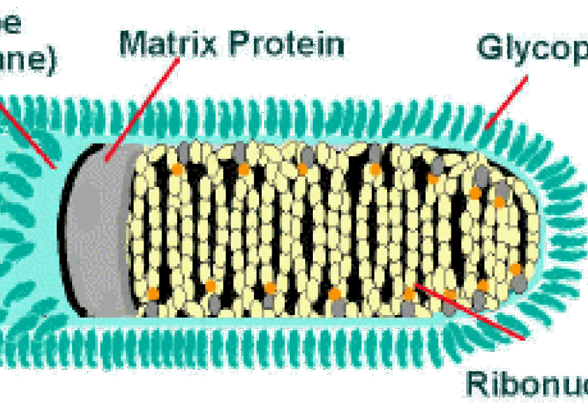 Cattle Rabies is no Laughing Matter | Drovers