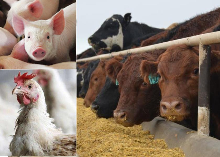 Open letter on livestock production