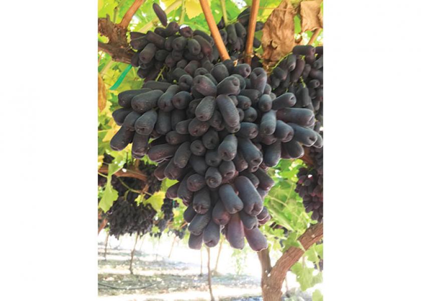Black table grapes, like the Sweet Sapphire, may not be as popular as red or green varieties, but suppliers say they have their own following.