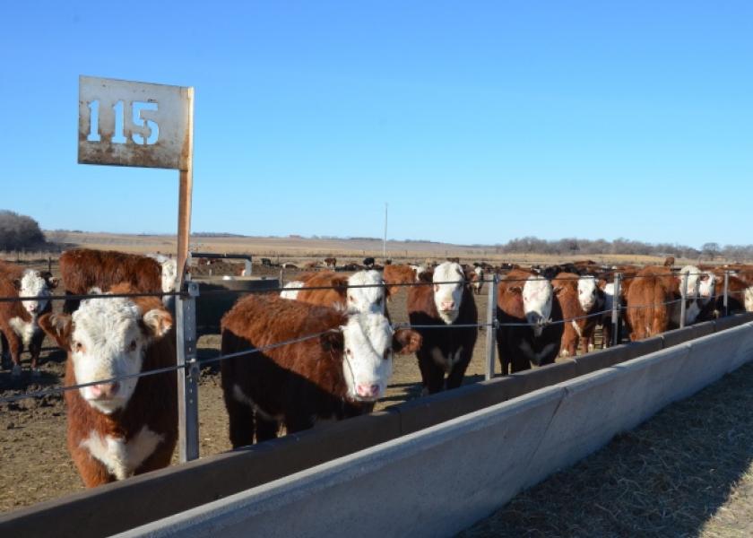 Cash fed cattle traded $2 to $4 higher Wednesday.