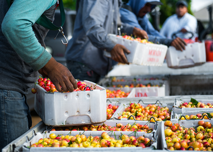 Cherries find global sales despite Chinese tariffs