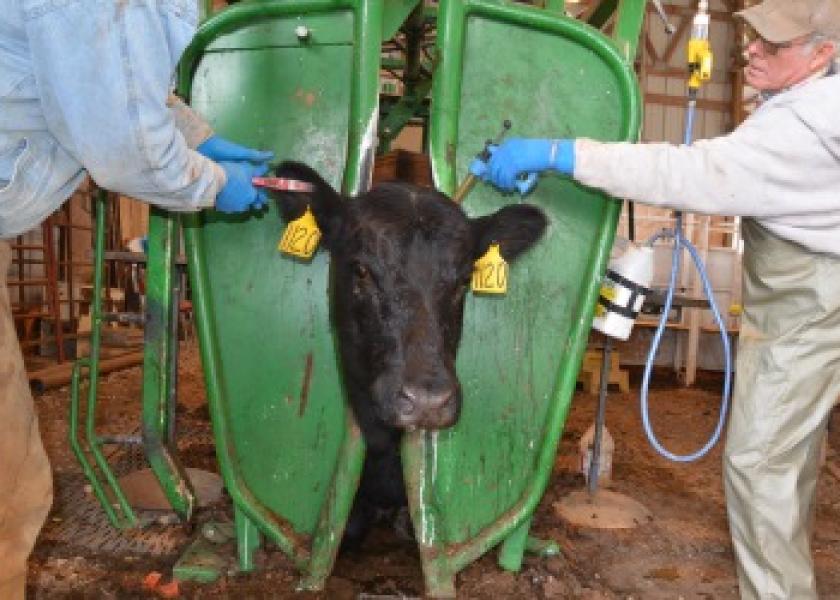 BT Rotator Vaccination Cattle