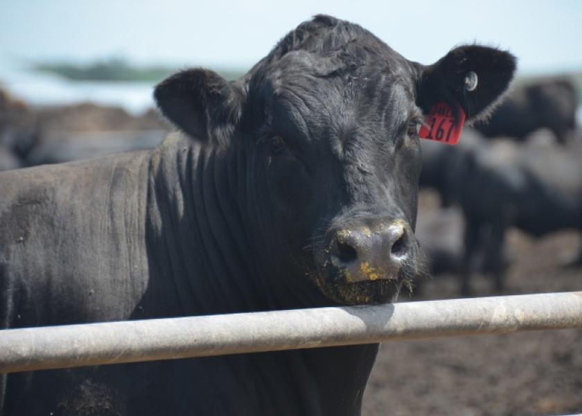 BT_Angus_Feedlot_Steer