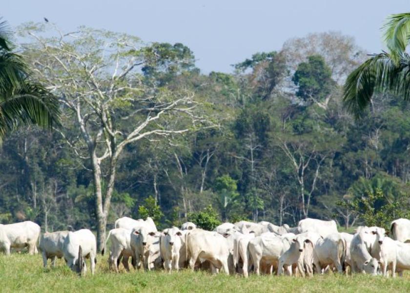 Brazilian cattle