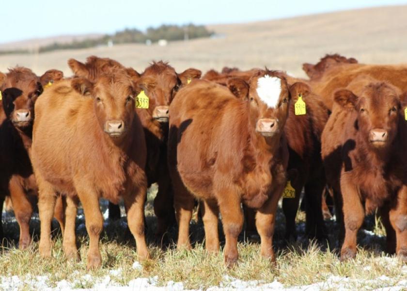 When choosing replacement heifers for the cowherd, there are several considerations to keep in mind. 