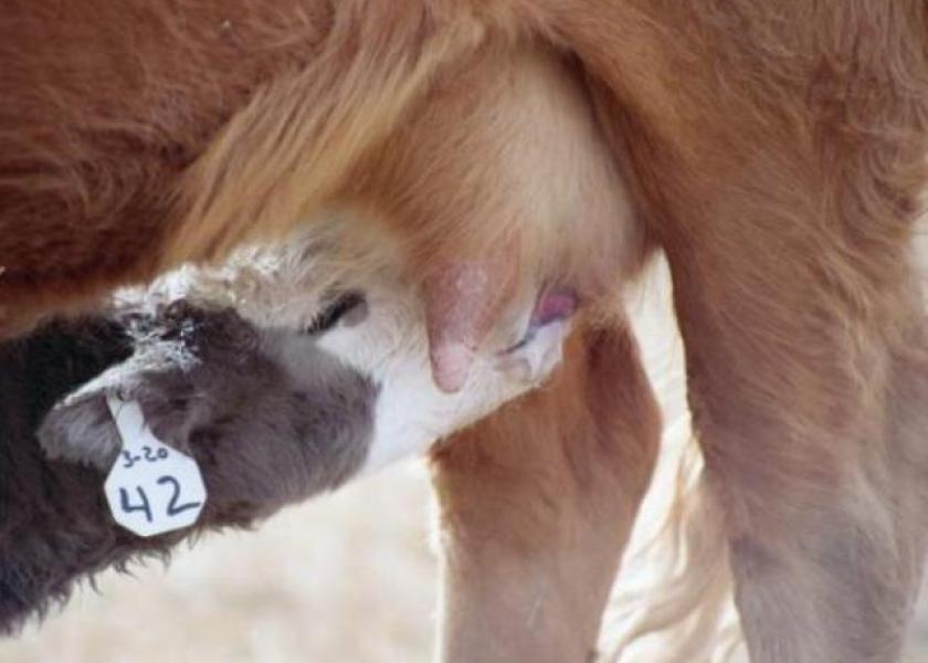 It can be a tough call to make on when to re-treat a calf for BRD.