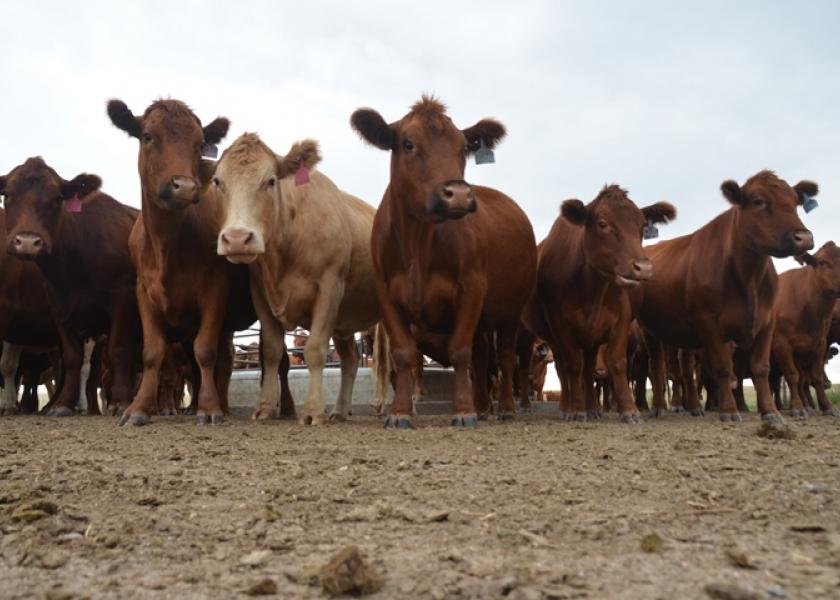 It’s official. The 2023 cattle inventory report has been released. Here's a look at how the totals compare to previous years and what we may expect from the industry going forward.