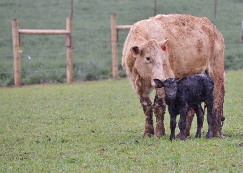 Using clean calving pastures can help prevent direct contact between older calves and younger calves and minimize the potential for sickness.