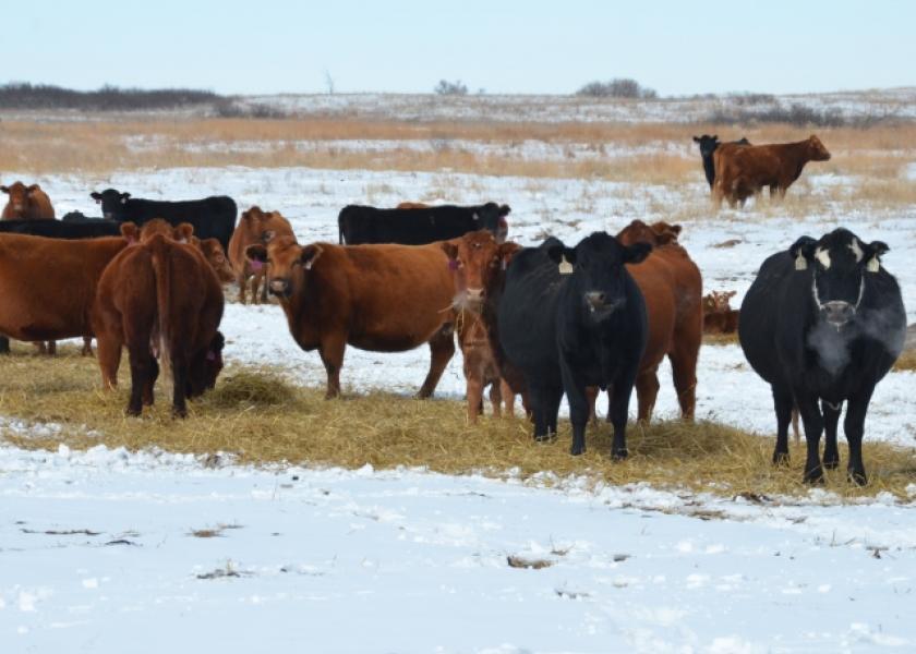 Gestating and lactating cows require more nutrition to maintain body condition through winter weather and low temperatures.