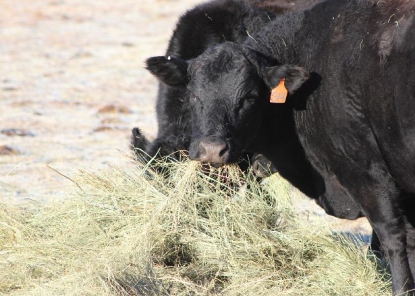 Feeding cows through the winter after a drought season is always challenging. Did you know the mineral content of forages, even if the same hay fields that are always used, is likely different than normal?