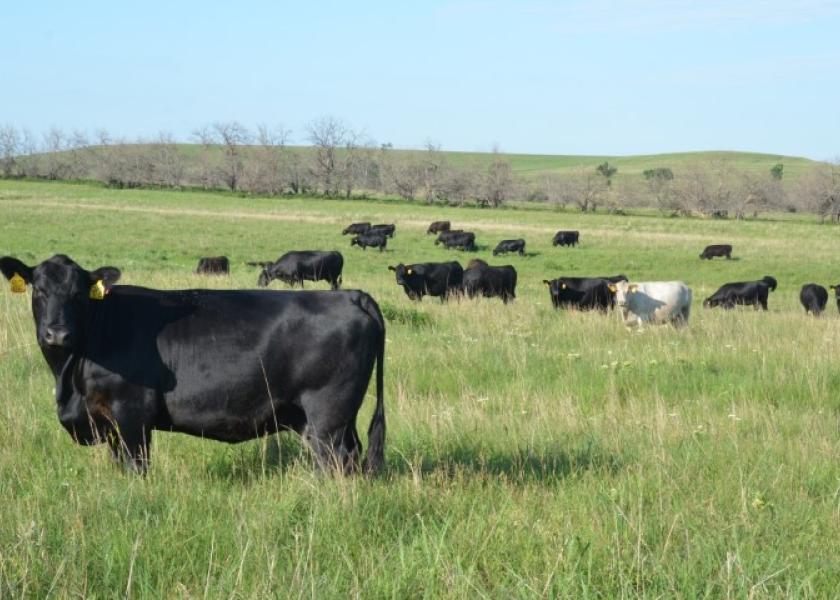 Breeding Protocol Considerations | Drovers