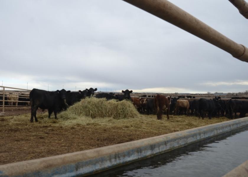 BT_Feedlot_Backgrounding_Cattle