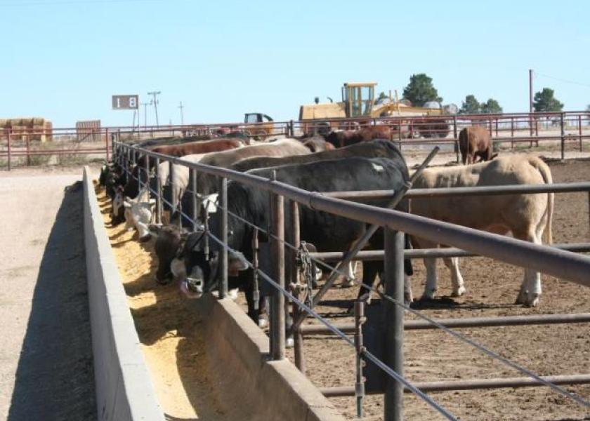 BT_Feedlot_Cattle