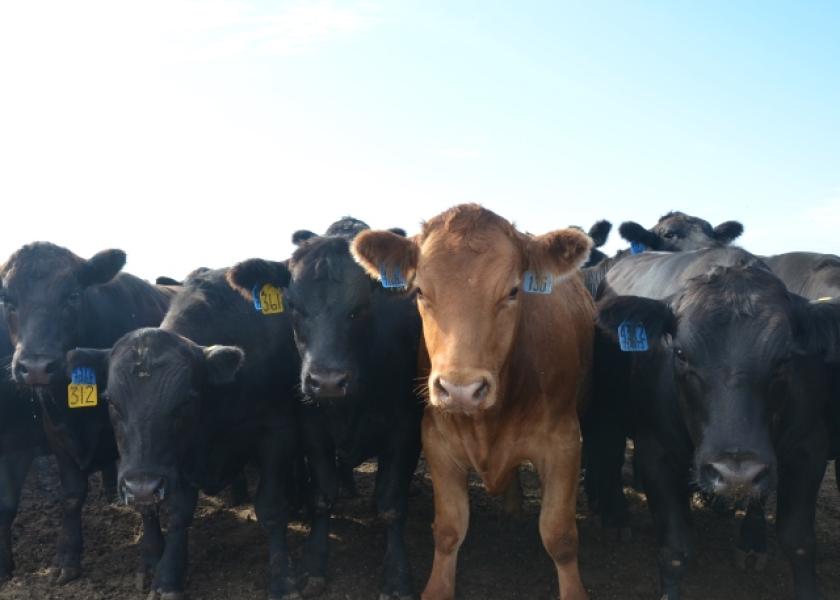 Supply Jitters Extend CME Live Cattle Futures Losses