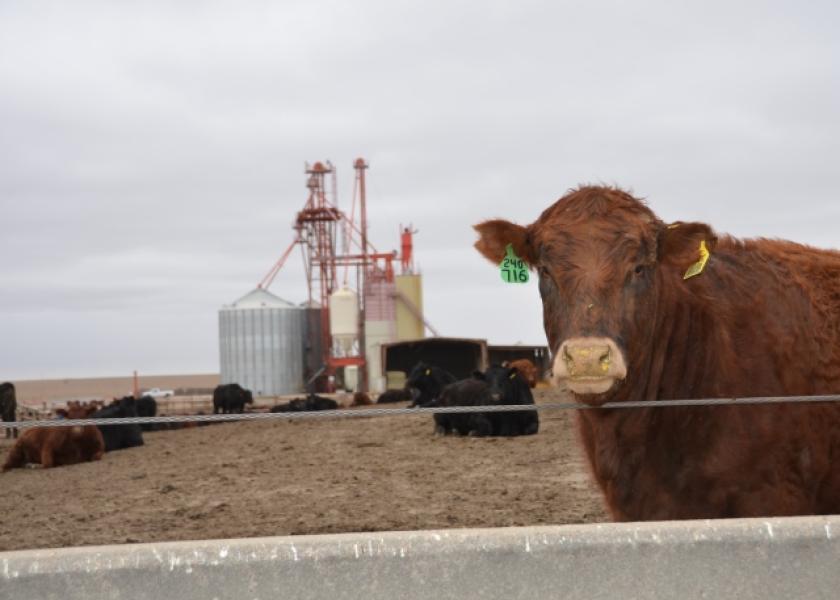 USDA Cattle in Nebraska Feedlots Down From Last Year (VIDEO) Drovers