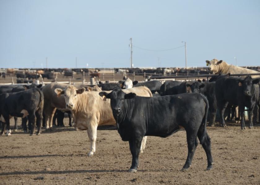 feedlot 